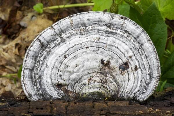 Ganoderma megaloma