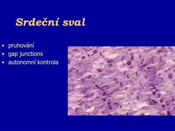 PPT - Bioenergetika pohybu PowerPoint Presentation, free download - ID:872007