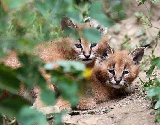 Jihlavskou zoo čeká největší investice roku, vylepší prostory pro kočkovité šelmy