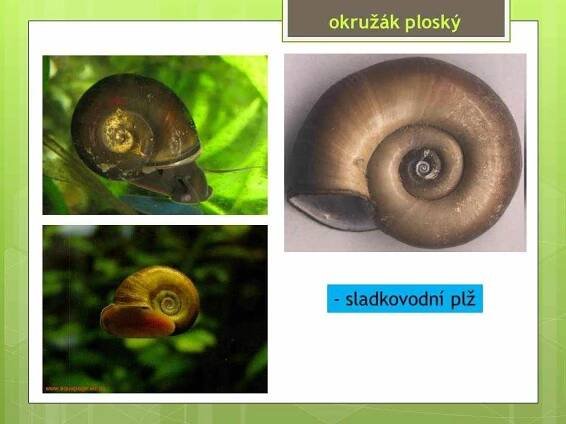 Měkkýši – Plži – Materiály pro žáky ZŠ