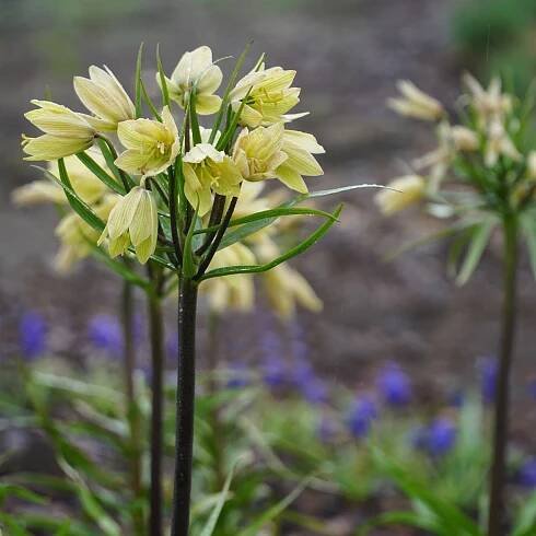Řebčík Raddeana - Fritillaria raddeana - cibuloviny - 1 ks