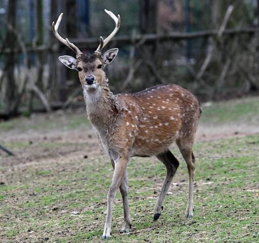 V olomoucké zoo se ukázala tři mláďata sika vietnamského. Ve volné přírodě už nežije