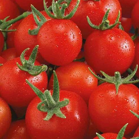 Cherry rajče Philovita F1