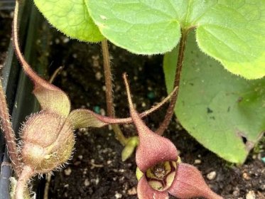 Asarum caudatum - Wild Ginger - Plantas nativa LLC - Online Store - NW Native Plant Nursery