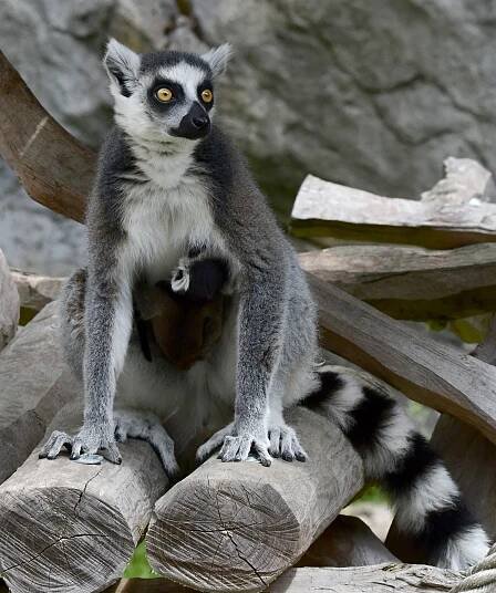 Index of /tiskove-zpravy-2023/TZ-55-2023-07-03-LEMUR_KATA