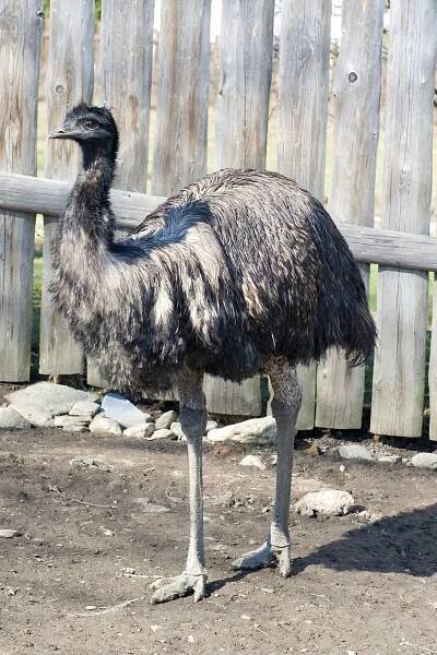 Faunapark - výstava, Horní Lipová 242 - Fotky