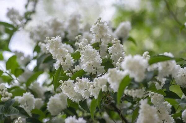 Deutzia scabra fuzzy hrdost rozkvetlých bílých květů, kvetoucích rostlin, keřů s poupaty a zelenými listy, Candidissima kultivar — Stock obrázek