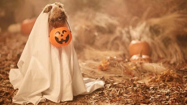Dress Up&Have Fun on Zoom This Halloween!