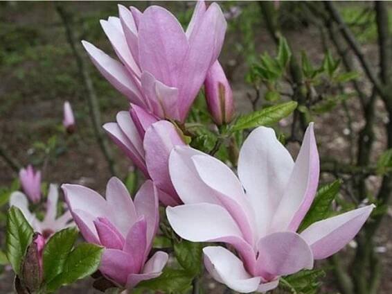 Magnolie 'George Henry Kern' - Zahradnictví Spomyšl
