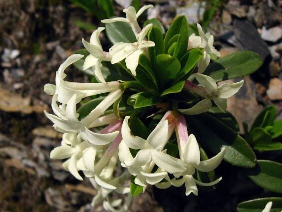 Daphne glomerata (lýkovec nahloučený) | BioLib.cz