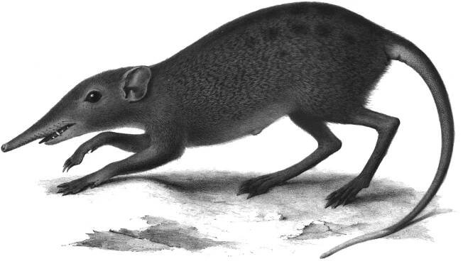 Soubor:Rhynchocyon cirnei Peters 1852.jpg – Wikipedie