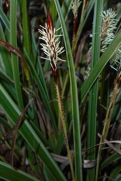 Carex morrowii
