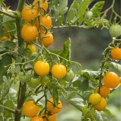 Predaj semien – divoká paradajka Murmel žltá – Solanum pimpinellifolium