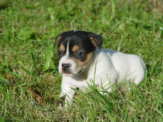 Jack Russell Teriér | Chov psů | Carpentalis Moravian Ranch