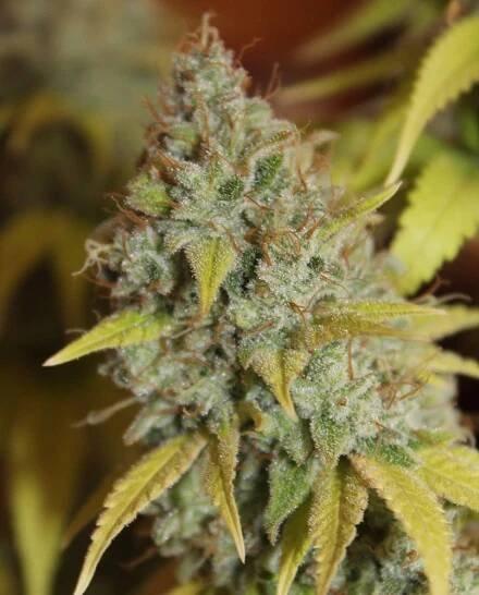 Gorilla Glue feminizovaná semena 3 ks Seedstockers