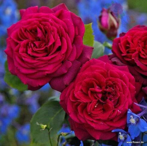 ROSA KORDES, Gräfin Diana® 2 L