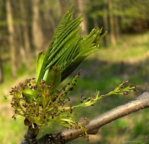 Jasan ztepilý (Fraxinus excelsior)