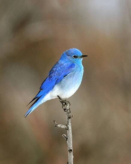 horský modrý pták samec - blue bird - stock snímky, obrázky a fotky