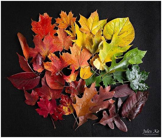 Fall Foliage | Newton, MA – Jules Ko Photography