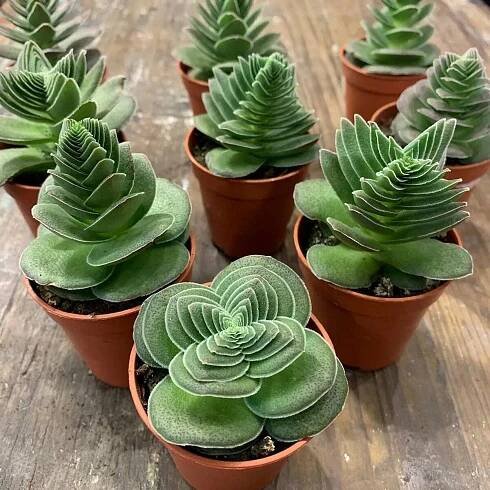 sukulenty: Crassula, Sansevieria, Kalanchoe, všechny kaktusy