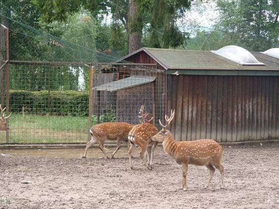 Zoo Ohrada Hluboká nad Vltavou 2023 - PhoneCopy