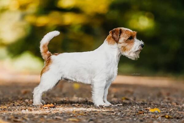 G vrh od Hadího potoka – Jack Russell teriér od Hadího potoka