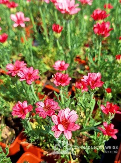 KOPRETINA MAROCKÁ - RHODANTHEMUM HOSMARIENSE ZAGORA PINK ®