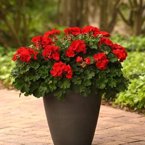 SoleraTM Red Geranium