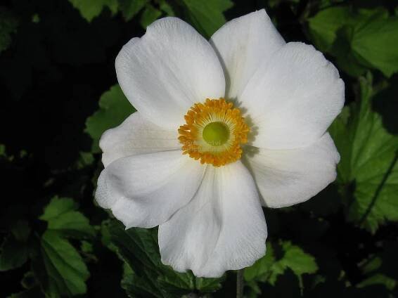 Anemone hybrida " Andrea Atkinson " - sasanka Zahradnictví Krulichovi - zahradnictví, květinářství, trvalky, skalničky