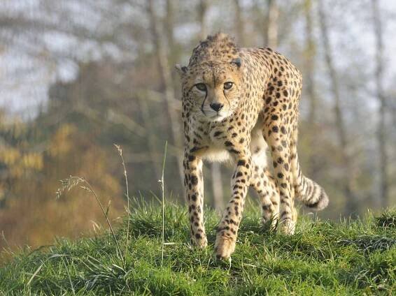 Gepard súdánský