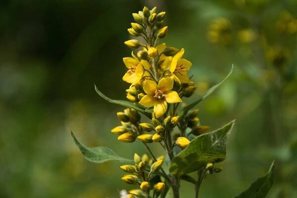 Vrbina obecná (Lysimachia vulgaris)