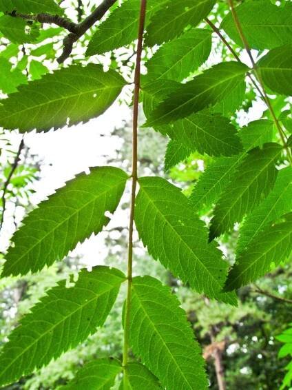 Fraxinus Excelsior дерево