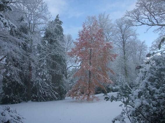 Winter in the garden - Newby Hall