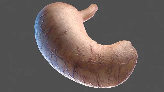 3D human digestive model https://p.turbosquid.com/ts-thumb/9I/Z6twPq/SdKwhnfL/humandigestivesystemvray3dmodel021/jpg/1573159366/1920x1080/fit_q87/7d966a2a01c745d94297297bc18dcc2081a6440a/humandigestivesystemvray3dmodel021.jpg