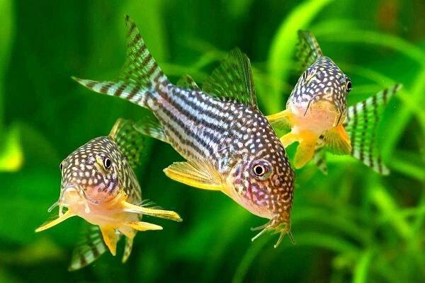 Koridory