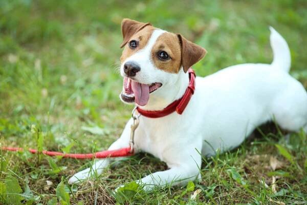 Krásný Jack Russell teriér pes v parku — Stock obrázek
