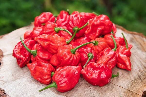 7 Pot Jonah | Chilli semena | Chilli semena | Chilli semínka | Chilli omáčky | GOROL CHILLI