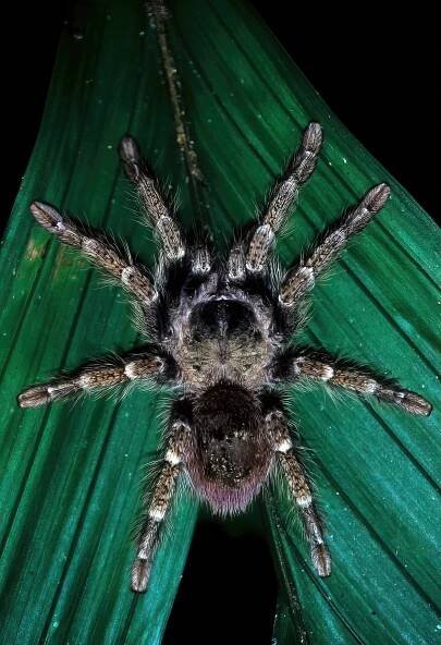 Bill Lamar searches for Tarantulas, Scorpions, and Bullet Ants in the Amazon Rainforest and Beyond — Exotica Esoterica