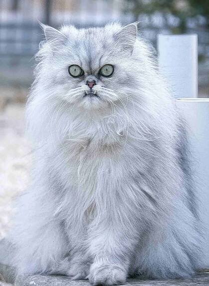Chinchilla Persian showing its teeth