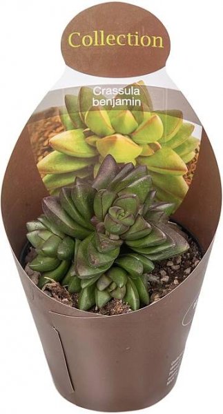 Giromagi Sukulent různé druhy výška 15-20 cm, pr. květináče 10,5 cm