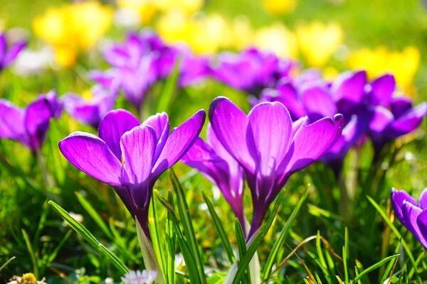 Květiny Krokus Louka Jarní - Fotografie zdarma na Pixabay