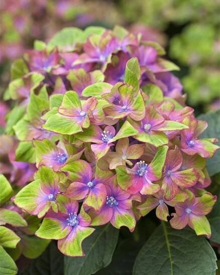 Bauernhortensie 'Schloss Wackerbarth', SAXON® • Hydrangea macrophylla 'Schloss Wackerbarth', SAXON®