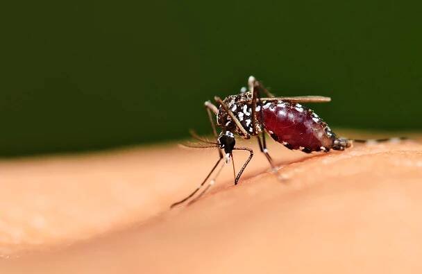 Prehepatální žloutenka může být způsobena geneticky podmíněným onemocněním, jako je srpkovitá či hemolytická anémie, ale také infekční chorobou, konkrétně hlavně malárií.