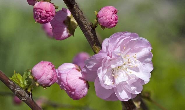 Mandelblüte Prunus triloba