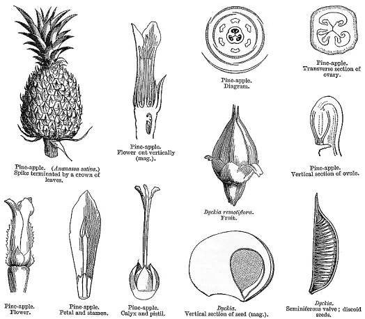 Angiosperm families - links to images 