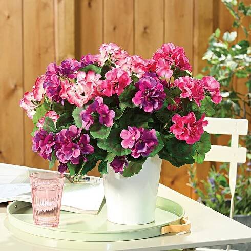 3 kytice XL pelargonií » MAGNET 3P - Promyšlené! Praktické! Příznivé ceny!