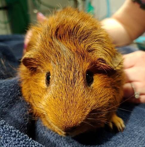 A Crash Course in Guinea Pig Care | West Valley Animal Hospital