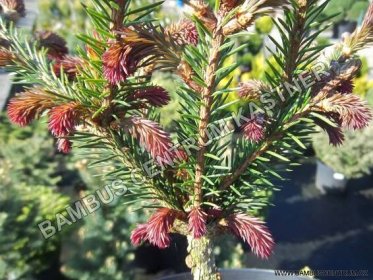 Picea abies Rydal