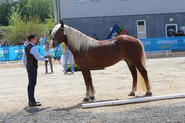 Unsere Pferde – Reiten und Fahren Silvia Gastager