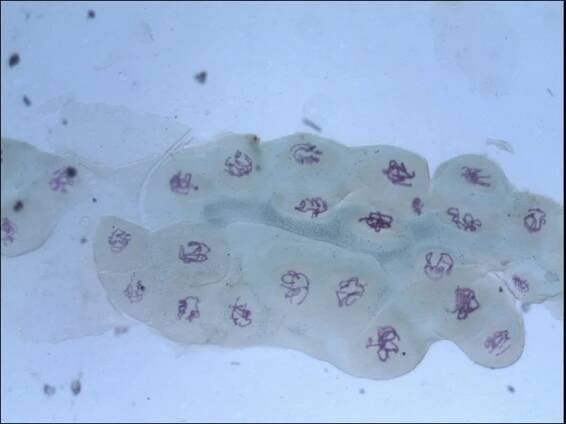 Biologie a genetika pro bakaláře
